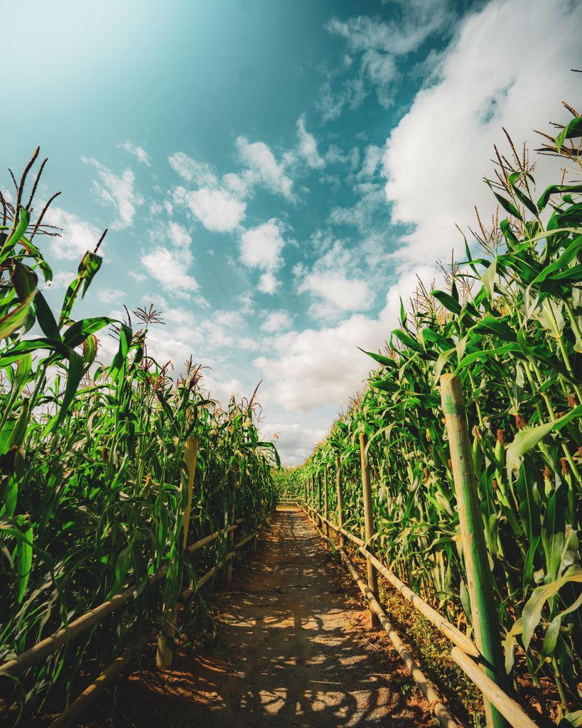A picturesque pathway through tall corn plants with a vibrant blue sky, capturing the essence of summer agriculture.